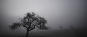 Nebelfotografie